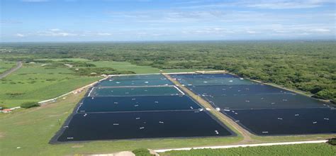 Esquema de un criadero intensivo de camarones y sus desafíos en la calidad del agua