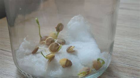Esquema del frasco de germinación de lentejas con tapa perforada de plástico