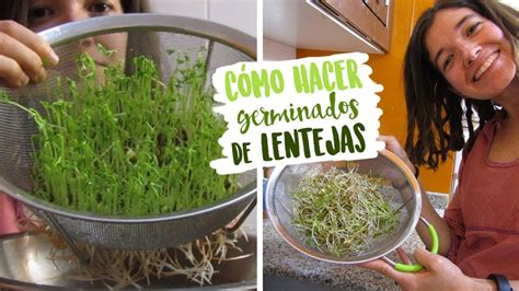 Foto de germinados de lentejas en colador de malla listos para cosechar
