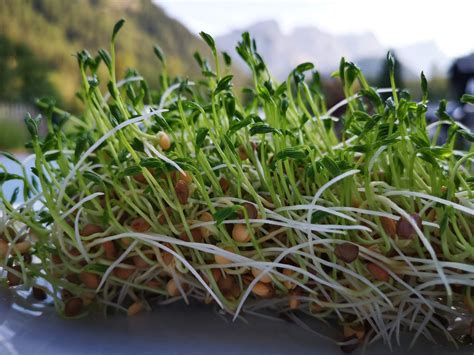 Campo de cultivo de lentejas bajo el sol