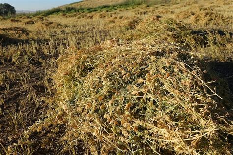 Plantas de lentejas secas listas para la cosecha