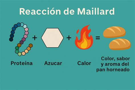 infografía sobre la Reacción de Maillard y distribución de calor en horno a gas