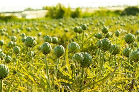 Foto de alcachofas frescas en un campo o en un mercado