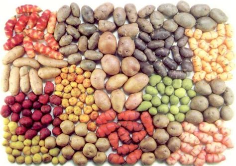 variedad de papas de diferentes colores y formas en una cesta