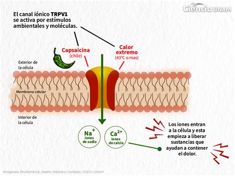 Esquema de la molécula de capsaicina y su interacción con los receptores TRPV1 en la boca