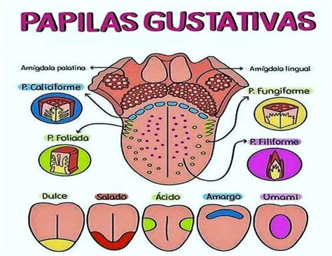 Ilustración mostrando cómo las papilas gustativas se ven afectadas por el frío extremo.