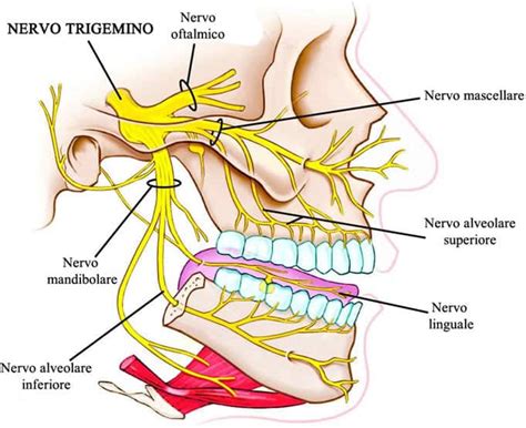 Esquema del nervio trigémino y su relación con el
