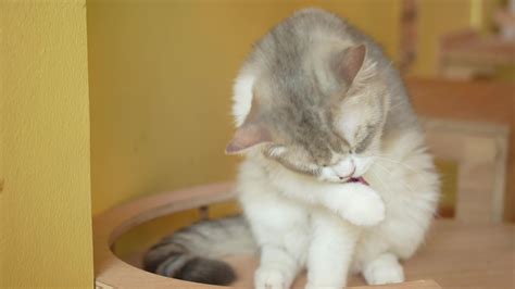 Gato lamiendo un pequeño trozo de piña sin cáscara ni corazón