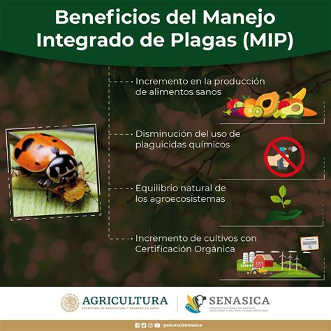 Infografía: Plagas comunes del poroto y métodos de control