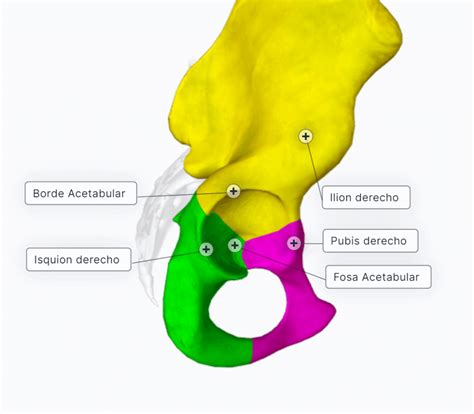 Esquema anatómico del hueso coxal, mostrando sus tres componentes: ilion, isquion y pubis, así como el acetábulo y el foramen obturador