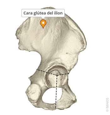 Ilustración detallada de la cara glútea del ilion, mostrando la ubicación de las líneas glúteas anterior, posterior e inferior y sus puntos de inserción muscular