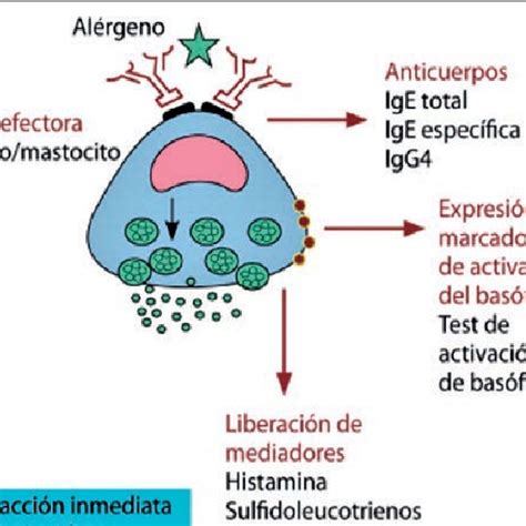Esquema del mecanismo de acción del miconazol en la célula fúngica, mostrando la inhibición de la síntesis de ergosterol y la acumulación de ROS