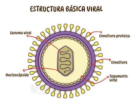 Esquema de la estructura viral y genoma del Virus del Mosaico de la Coliflor (CaMV)