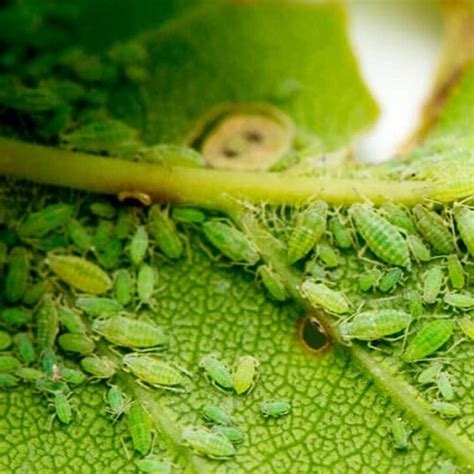 Fotografía de un pulgón en una hoja de col, vector principal del CaMV
