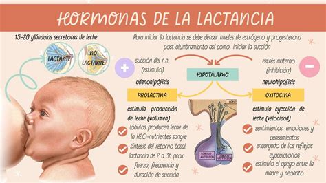 Diagrama de las hormonas oxitocina y prolactina y cómo el alcohol las afecta en la lactancia