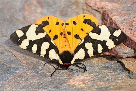 Foto de animal con coloración aposemática naranja y negra