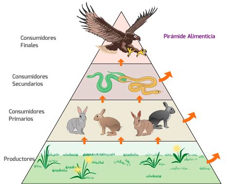 Esquema de la cadena alimenticia del salmón salvaje que incluye krill