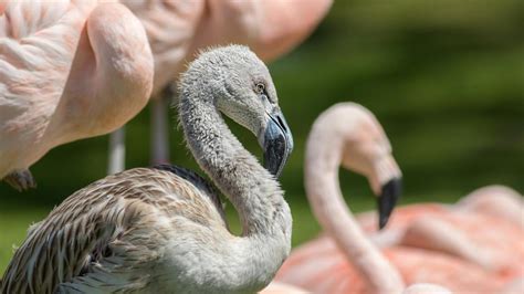 Fotografía de flamencos con su plumaje rosado