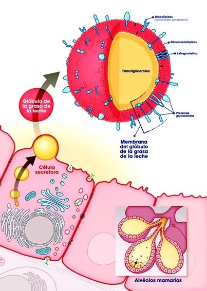 Esquema comparativo de los glóbulos grasos en leche de cabra frente a leche de vaca