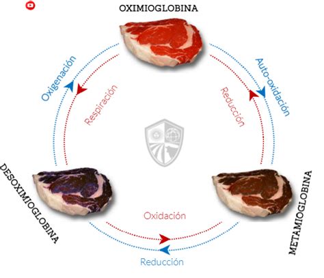 Infografía comparativa: estados de la mioglobina (deoximioglobina, oximioglobina y metamioglobina).