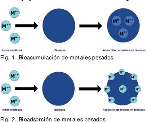 diagrama de la interacción de metales pesados con proteínas y enzimas