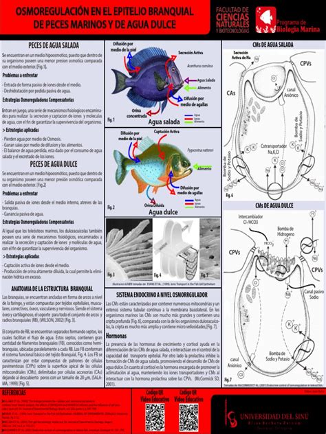 micrografía de daño branquial en peces expuestos a metales