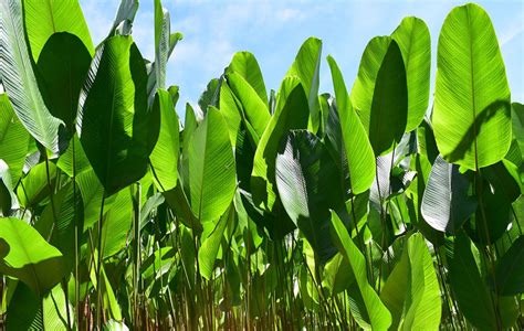Planta de bijao con sus grandes hojas verdes