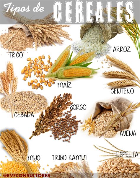Infografía: Tipos de cereales y alimentos que dan origen a la harina