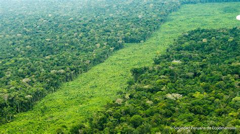 Mapa de las principales zonas de deforestación causadas por monocultivos de palma aceitera en regiones tropicales.