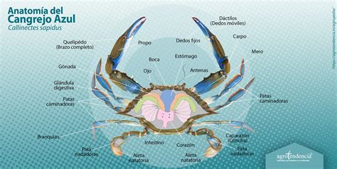 Esquema ilustrativo que muestra la anatomía externa de una jaiba, destacando las pinzas (quelas), el cefalotórax y el abdomen.