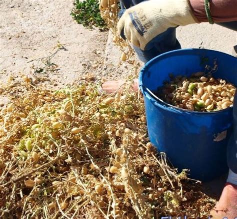 Proceso de cosecha manual de lentejas