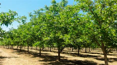 Campo de nogales en cultivo