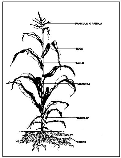 Esquema botánico que muestra la estructura de la planta de Phaseolus vulgaris, incluyendo sus raíces con nódulos de nitrógeno, hojas trifoliadas y flores.