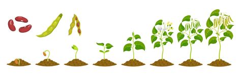 Infografía sobre las fases de cultivo del frijol: siembra, desarrollo vegetativo, floración y cosecha.