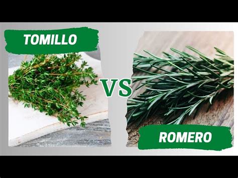 Fotografía de hierbas aromáticas como romero y tomillo en un huerto