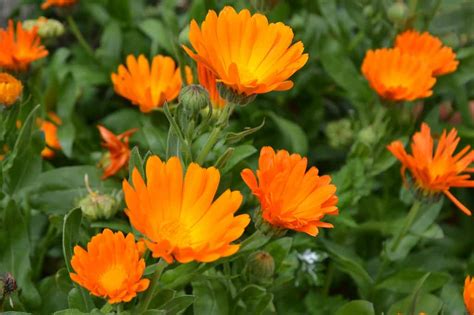 Fotografía de caléndulas y pensamientos floreciendo en un jardín otoñal