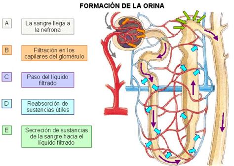 Diagrama que ilustra la composición de la orina y la formación de urea