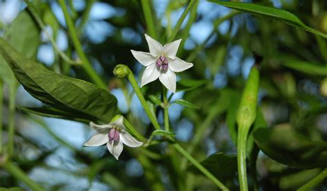 Esquema botánico del Capsicum chacoense con detalles de sus flores y frutos.