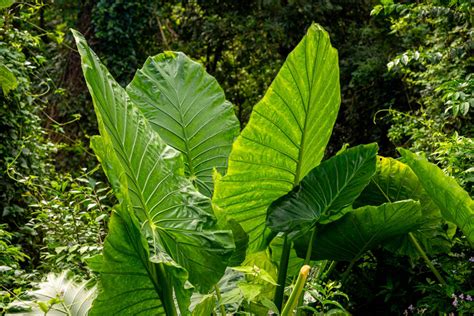 Variedad de plantas con hojas grandes y verdes