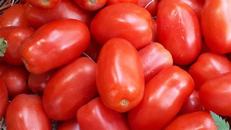 Variedad de tomates frescos, incluyendo San Marzano y perita