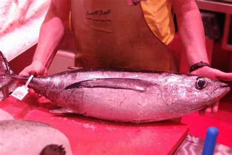 Foto de bonito del norte fresco o un barco pesquero