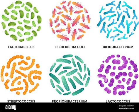 Esquema de las bacterias Lactobacillus y Bifidobacterium con quesos de fondo