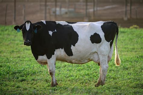 Vaca lechera en pastizal