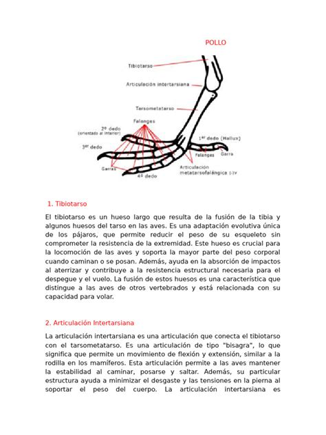 Esquema general de la anatomía de la pata de pollo con sus principales huesos y músculos