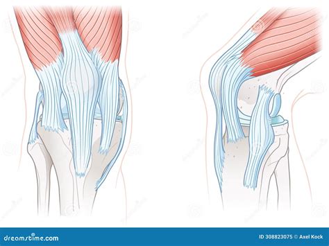 Ilustración detallada de tendones y ligamentos en la pata de un ave