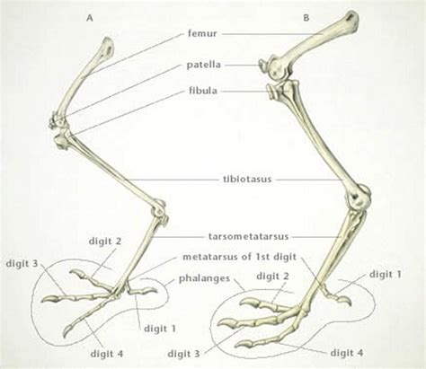 Radiografía o esquema de los huesos de la pata de pollo con etiquetas identificativas