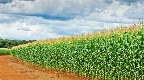 Campo de maíz al atardecer, mostrando la riqueza del cultivo