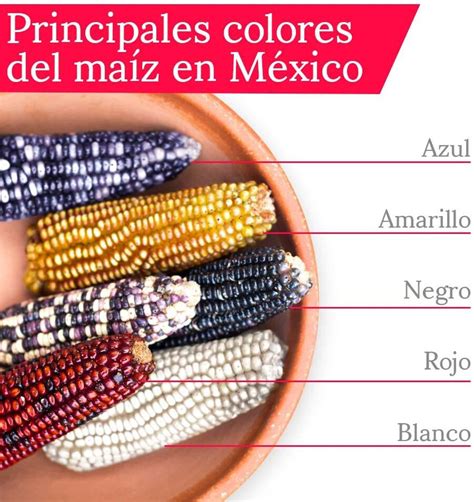 Muestra de diferentes tipos de granos de maíz por color