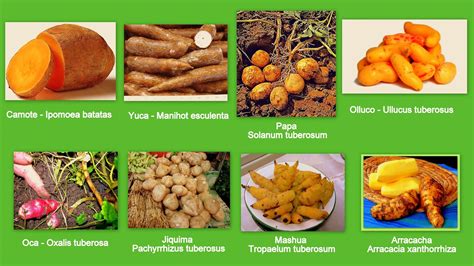 Variedad de raíces comestibles