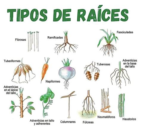 Infografía de nutrientes en raíces
